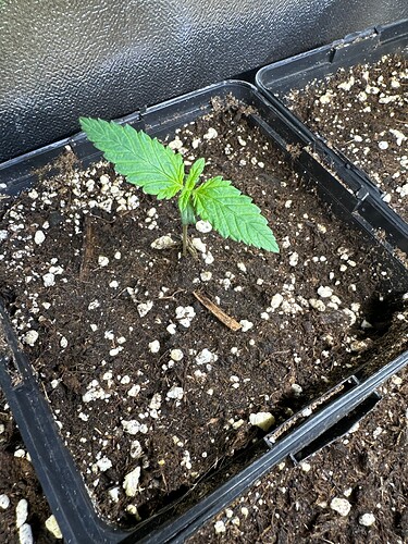 Growreport Bild 7