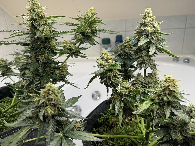 Growreport Bild 5