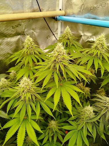 Growreport Bild 2