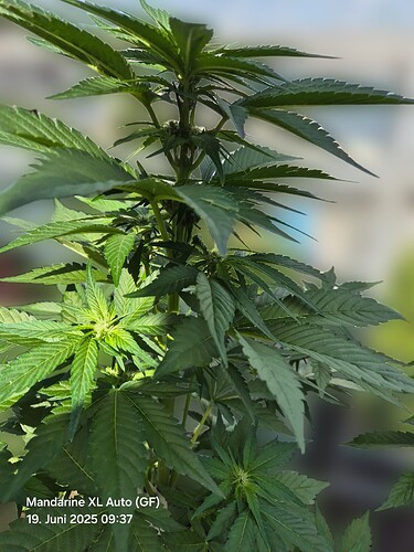 Mandarine XL Auto (Ganja Farmer)