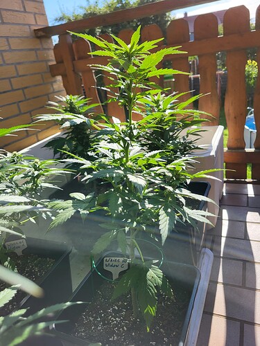 Growreport Bild 5