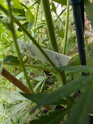 PXL_20250605_124703881