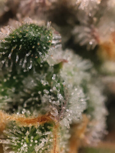 Growreport Bild 28