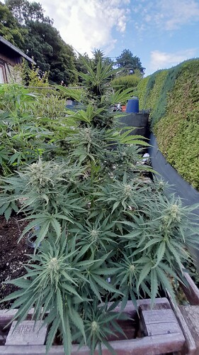 Growreport Bild 8