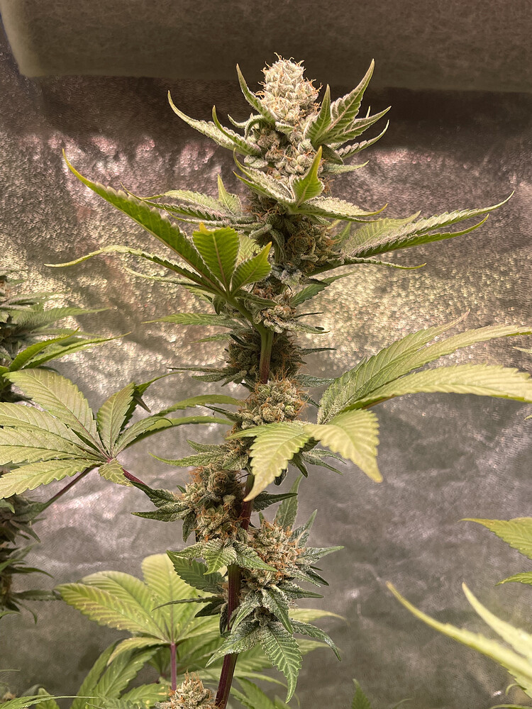 Living Soilmische 2.0 - 1. No Till mit Pineapple Express und Laughing Buddha