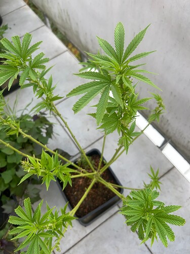Growreport Bild 62