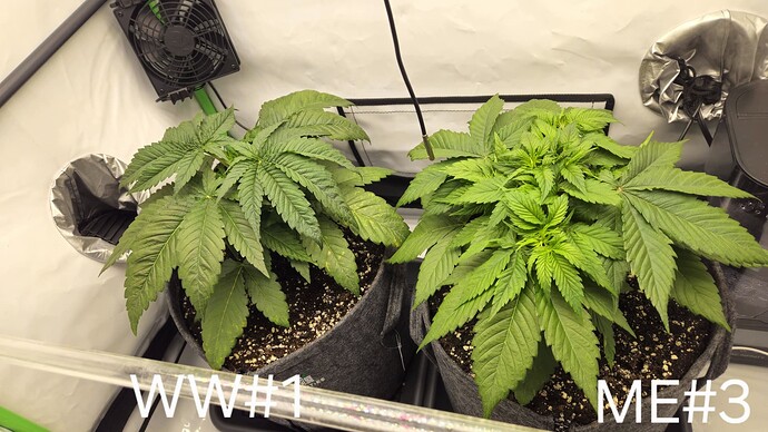 Growreport Bild 1