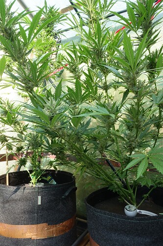 Growreport Bild 15