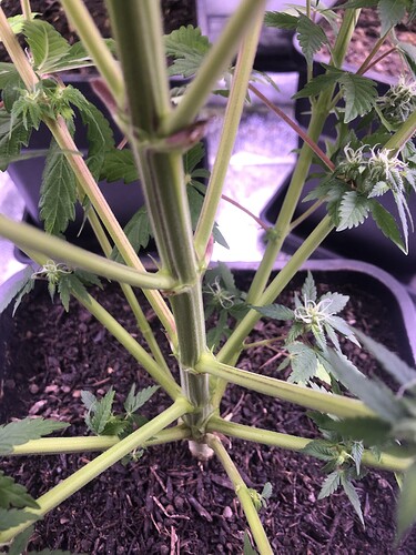 Growreport Bild 6