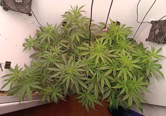 Growreport Bild 36
