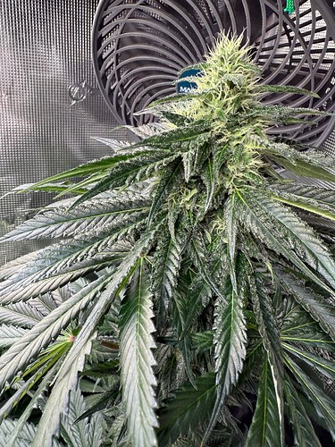 Growreport Bild 7