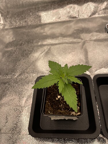 Growreport Bild 25