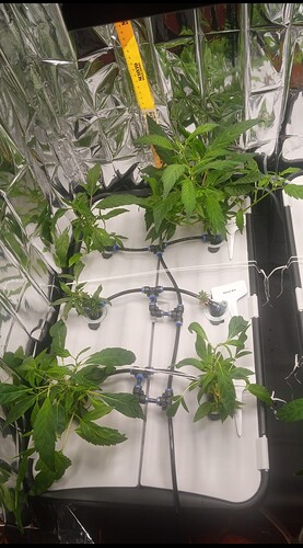 Screenshot_20250315_181320