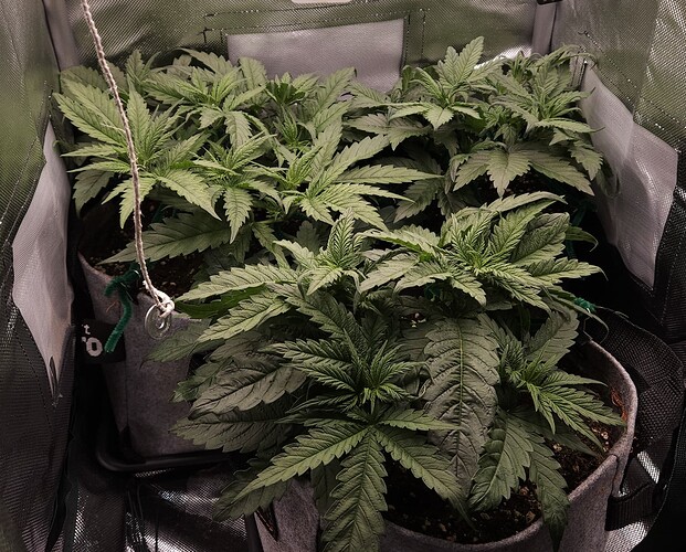 Growreport Bild 32