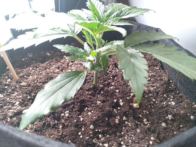 Growreport Bild 4