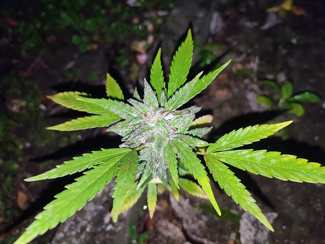 Growreport Bild 49