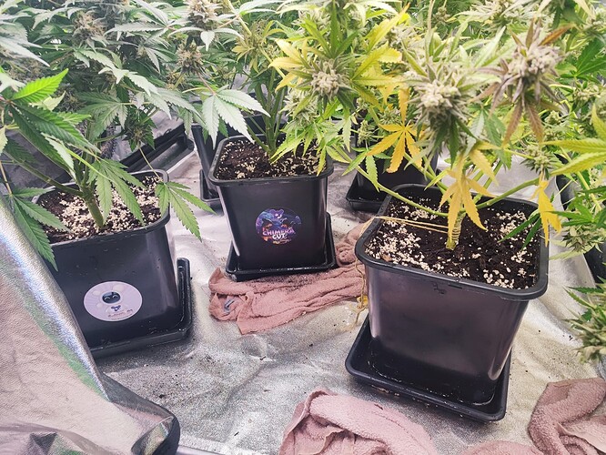Growreport Bild 30