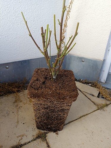Growreport Bild 8
