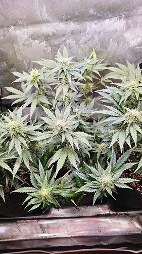 Growreport Bild 8