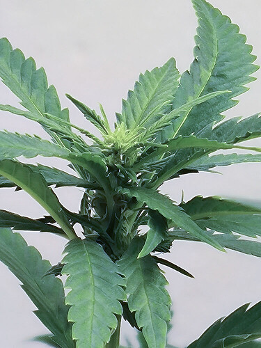 Growreport Bild 95
