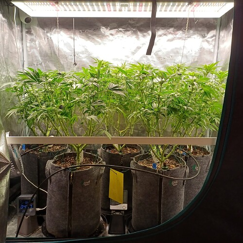 Growreport Bild 38