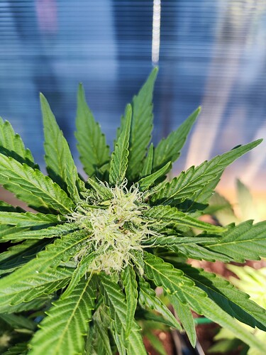 Growreport Bild 13