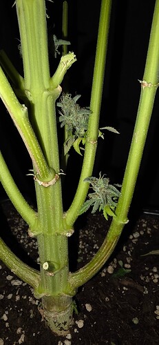 Growreport Bild 79