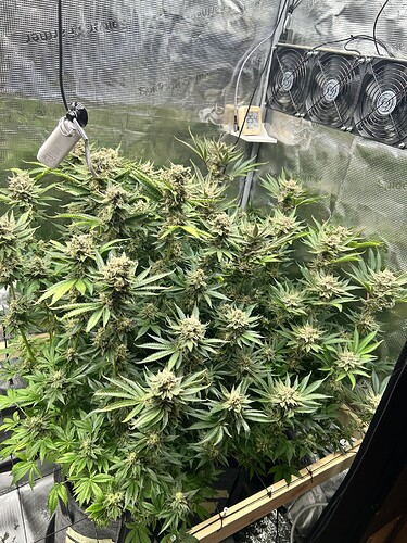 Eine große Cannabispflanze in voller Blüte, die in einem Zelt wächst. Die Pflanze hat viele dichte Blütenstände und breite Blätter. Im Hintergrund sind Lüfter und ein Thermometer zu sehen.