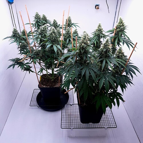 Growreport Bild 19