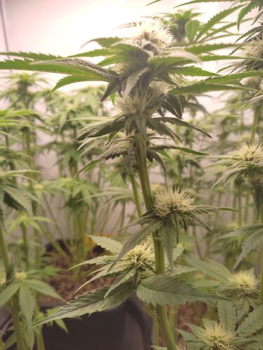 Growreport Bild 14
