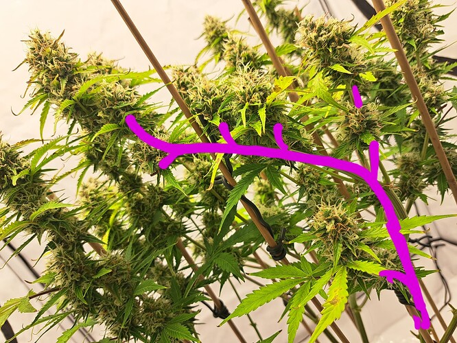 Growreport Bild 18