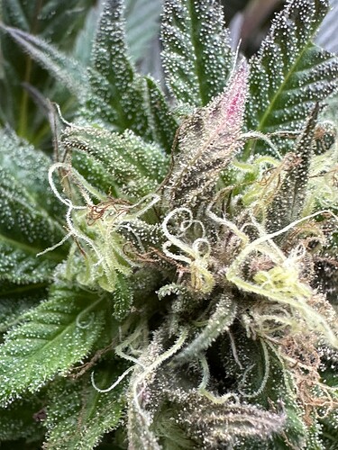 Growreport Bild 31