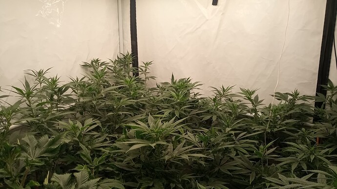 Growreport Bild 4
