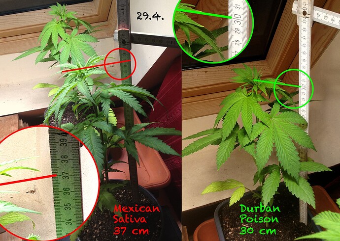Grow25_0429_4M