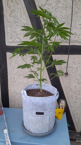 Growreport Bild 2