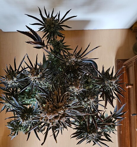 Growreport Bild 59