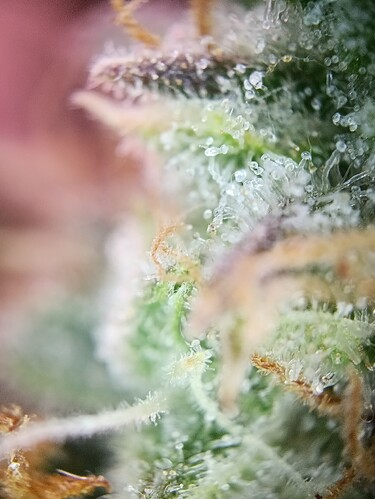 Growreport Bild 13