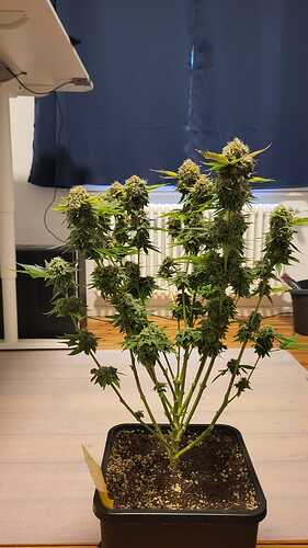 Growreport Bild 26