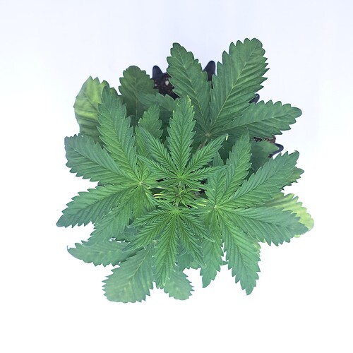 Growreport Bild 6