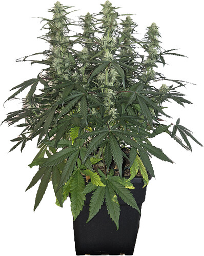 Growreport Bild 3