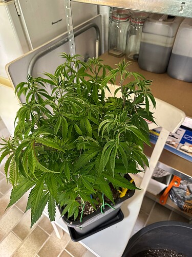 Growreport Bild 42