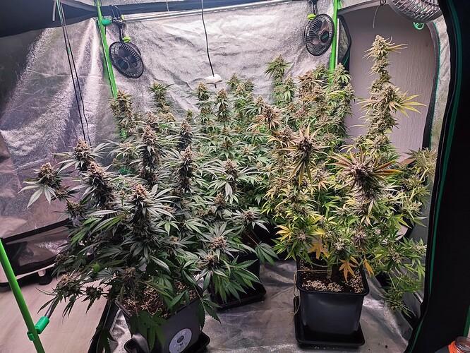 Growreport Bild 33