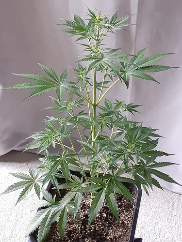 Growreport Bild 155