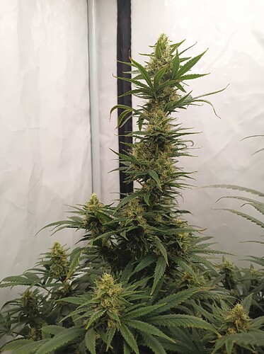 Growreport Bild 19