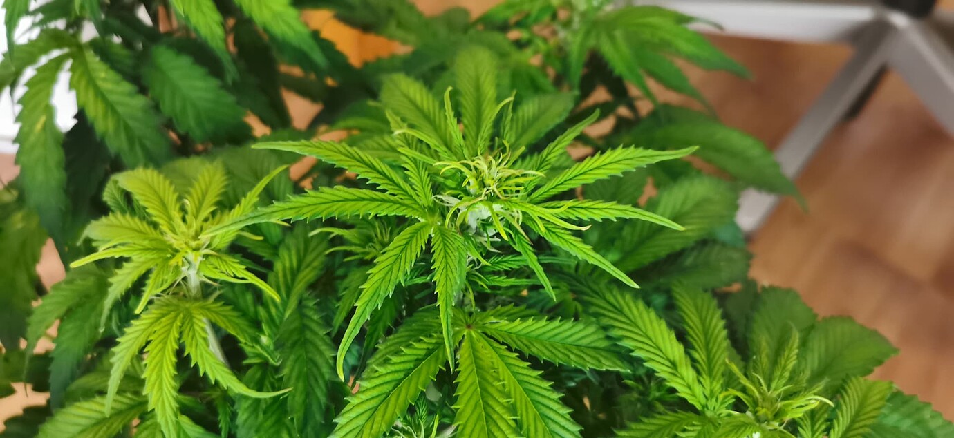 Obere Blätter hellgrün, untere Blätter braune Flecken GrowProbleme Forum