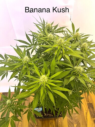 Growreport Bild 2