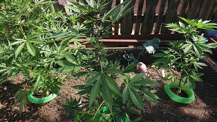 Growreport Bild 79