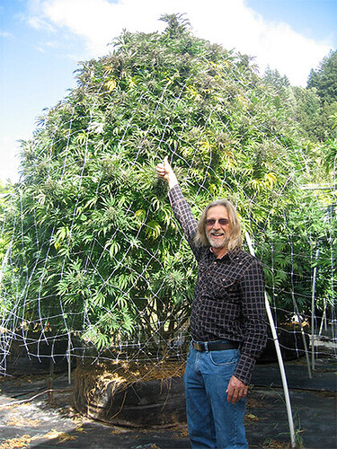 jorge-cervantes-monster-plant