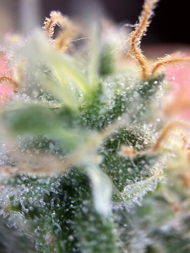 Growreport Bild 47