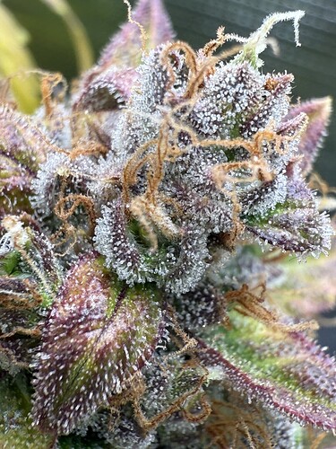 Growreport Bild 10